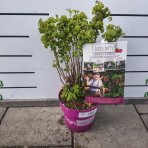 Malina červená (Rubus idaeus) ´LUCKYBERRY®´ - výška 30-40 cm, kont. C5L - NÍZKO RASTÚCA ODRODA